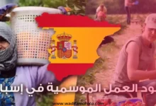 تسجيل في موسم جني الفراولة بإسبانيا 2025