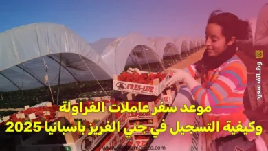 موعد سفر عاملات الفراولة وكيفية التسجيل في جني الفريز باسبانيا